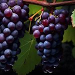 🍇 خوردن انگور در این زمان به جیب چربی‌هایتان اضافه می‌کند! بهترین زمان برای لذت بردن از این میوه به‌منظور لاغری 🌟