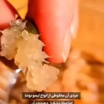 (ویدئو) میوه نادر لیمو انگشتی: خاویار سبز طبیعی!