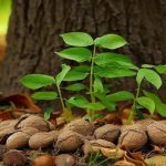 کاشت هیجان‌انگیز گردو در گلدان: راهنمای گام‌به‌گام برای علاقه‌مندان به باغبانی خانه‌گی