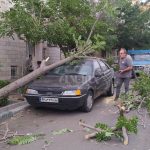 «وقتی باد شدید تهران، پژو ۲۰۷ را با سقوط درخت غافلگیر کرد! / تماشا کنید فیلم این حادثه مهیج»