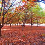 باغ گیاه شناسی تهران؛ تجربه‌ای از تنوع گیاهان جهان در یک باغ ایرانی