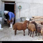 مشاهده این بیماری خطرناک برای دام‌ها در استان لرستان