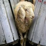 اعلام قیمت جدید دام زنده قبل از عید قربان + چهارشنبه ۱۴ خرداد ۱۴۰۴