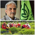 میزان برداشت برگ چای در استان‌های گیلان و مازندران چه مقدار بود؟