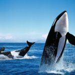 نهنگ‌های قاتل مثل انسانها آرایش می‌کنند