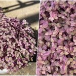 روش کاشت؛ پرورش و نگهداری گیاه کالیسیا روش کاشت؛ پرورش و نگهداری گیاه کالیسیا