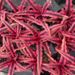 راهنمای کامل پرورش و کاشت گیاه کریپتانتوس؛ از آبیاری تا نور مناسب راهنمای کامل پرورش و کاشت گیاه کریپتانتوس؛ از آبیاری تا نور مناسب