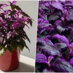 راهنمای کامل کاشت، تکثیر و نگهداری گیاه ژینورا راهنمای کامل کاشت، تکثیر و نگهداری گیاه ژینورا