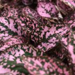 روش نگهداری؛ تکثیر و پرورش گیاه هیپوستس (گل سنگ خال صورتی) روش نگهداری؛ تکثیر و پرورش گیاه هیپوستس (گل سنگ خال صورتی)