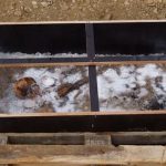 آلمانی‌ها برملا کردند؛ راز «شاهزاده یخی»