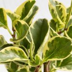 آموزش نگهداری؛ پرورش و تکثیر گیاه پپرومیا ابلق (قاشقی ابلق) آموزش نگهداری؛ پرورش و تکثیر گیاه پپرومیا ابلق (قاشقی ابلق)