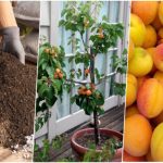 آموزش کاشت هسته زردآلو+ روش نگهداری و زمان کاشت آموزش کاشت هسته زردآلو+ روش نگهداری و زمان کاشت