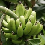 این ۱۰ میوه باعث شادابی پوست شما می‌شوند