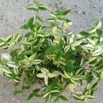 روش نگهداری، پرورش و تکثیر گیاه ترادسکانتیا پالیدا (برگ بیدی) روش نگهداری، پرورش و تکثیر گیاه ترادسکانتیا پالیدا (برگ بیدی)