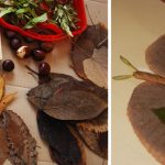 با برگ های خشک شده گیاهان چه کنیم؟+ 5 کاربرد جالب