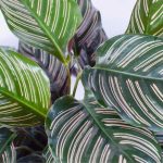 روش پرورش؛ تکثیر و نگهداری گیاه آپارتمانی کالاتیا روش پرورش؛ تکثیر و نگهداری گیاه آپارتمانی کالاتیا