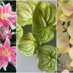 معروف‌ترین گل‌های جهان را بشناسید؛ اسم + تصویر