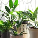 20 گل آپارتمانی زیبا و ماندگار که بهترین هدیه برای عزیزانتان هستند 20 گل آپارتمانی زیبا و ماندگار که بهترین هدیه برای عزیزانتان هستند