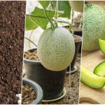 آموزش کاشت طالبی در گلدان+ روش نگهداری و زمان کاشت آموزش کاشت طالبی در گلدان+ روش نگهداری و زمان کاشت