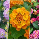 روش کاشت؛ نگهداری و پرورش گیاه شاه پسند