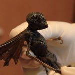 نتایج آزمایش‌های DNA و اشعه ایکس موجود بالدار ناشناخته مکزیک منتشر شد + عکس