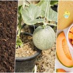 آموزش کاشت و نگهداری گرمک در گلدان+ بهترین زمان کاشت آموزش کاشت و نگهداری گرمک در گلدان+ بهترین زمان کاشت