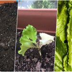 آموزش کاشت کاهو در گلدان+ روش نگهداری و زمان کاشت آموزش کاشت کاهو در گلدان+ روش نگهداری و زمان کاشت