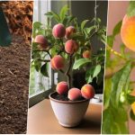 کاشت هسته هلو در گلدان یا باغچه خانه+ روش نگهداری