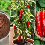 با یک عدد فلفل و یک بطری نوشابه، صدها درخت فلفل بکارید با یک عدد فلفل و یک بطری نوشابه، صدها درخت فلفل بکارید