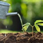 کدام نوع آب برای گیاهان خانگی بهتر است؟ راز رشد سبز!