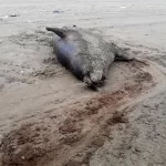 بحران «فوک خزری» در دریای خزر و هشدار انقراض – تجارت نیوز