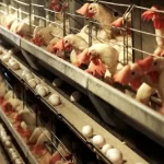 تولید تخم مرغ در خرداد به ۱۱۰ هزار تن می‌رسد – تجارت نیوز