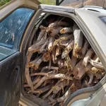 افزایش قاچاق چوب در خراسان جنوبی تا کجا ادامه دارد؟ – تجارت نیوز