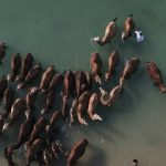 تصاویر دیده نشده از آب تنی شترها در خلیج فارس