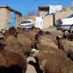 قیمت دام زنده امروز در شهرهای مختلف سه‌شنبه ۲۴ تیر ۱۴۰۴