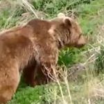 ویدئو تماشایی از رویت خرس قهوه‌ای در مازندران