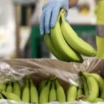 چرا ضوابط واردات موز به ازای صادرات تغییر کرد؟ – تجارت نیوز