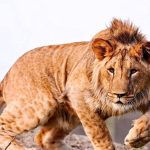 لحظه دردناک حمله شیر وحشی به یک زن و کودک + فیلم