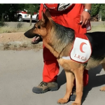 مهارت «راشا»؛ سگ جستجو و نجات هلال احمر+ فیلم