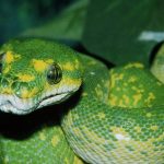 مار مهمان زن صداوسیما را در پخش زنده نیش زد! + فیلم