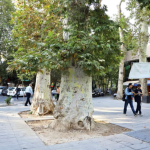 تصاویری از ریشه‌کن شدن چنارهای ولیعصر+ فیلم