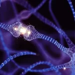 خبر خوش برای بزرگسالان: مغز انسان تا سنین بالا هم سلول عصبی جدید می‌سازد