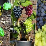 روش کاشت درخت انگور با یک حبه انگور در خانه + روش نگهداری
