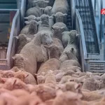 قیمت دام زنده امروز ۲۳ تیر ۱۴۰۴ / قیمت‌ها کاهش پیدا کردند؟ – تجارت نیوز