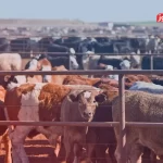 قیمت دام زنده ۱۲ تیر ۱۴۰۴ مشخص شد – تجارت نیوز