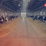 قیمت دام زنده امروز ۱۹ تیر ۱۴۰۴ + جدول – تجارت نیوز