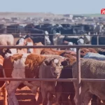 قیمت دام زنده امروز ۳۱ تیر ۱۴۰۴ + جدول