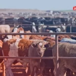 قیمت دام زنده امروز ۲۹ تیر ۱۴۰۴ + جدول – تجارت نیوز