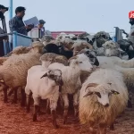 قیمت دام زنده امروز ۹ مرداد ۱۴۰۴