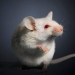 دانشمندان چینی راز ترمیم اندام‌ها را کشف کردند